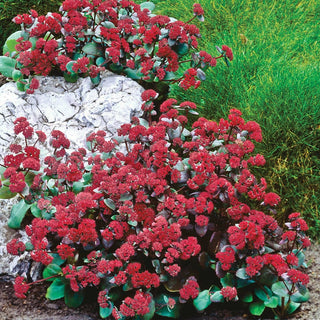 Red Cauli Sedum