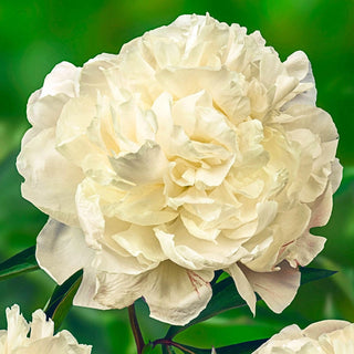 Marie Lemoine Peony