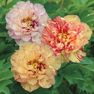 Lollipop Itoh Peony