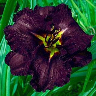 Black Stockings Daylily