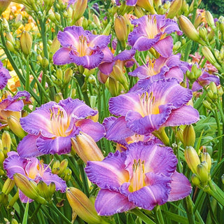 Entrapment Reblooming Daylily