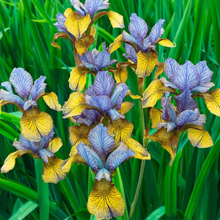 So Van Gogh Siberian Iris