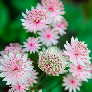 Astrantia