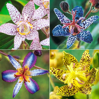 Toad Lily Collection 63895