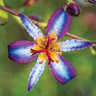 Toad Lily Collection 63895