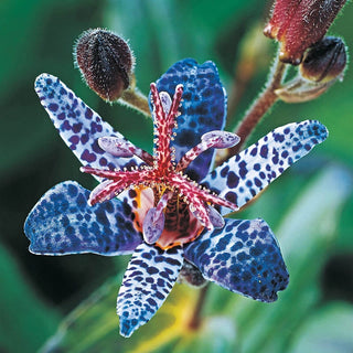 Toad Lily Collection 63895