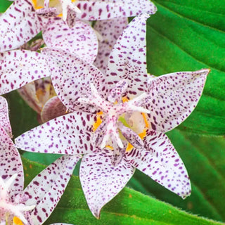 Formosana Toad Lily