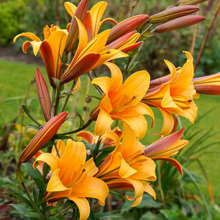 Orange Planet Lily Tree