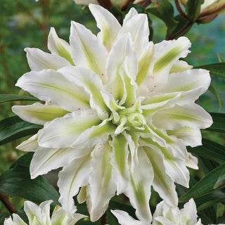 Polar Star Double Lily