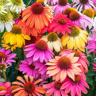 Cheyenne Spirit Mixture Coneflower