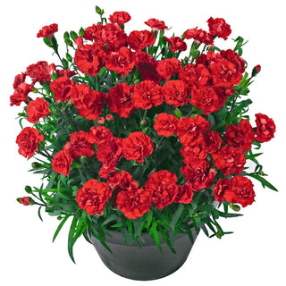 Vulcano Carnation