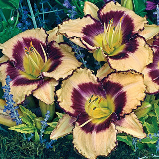 Inwood Reblooming Daylily