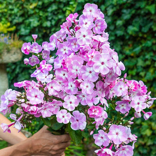 Phlox Tree Collection