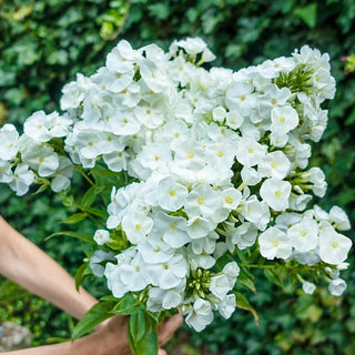 Phlox Tree Collection