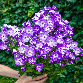 Phlox Tree Collection