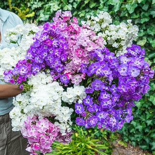 Phlox Tree Collection