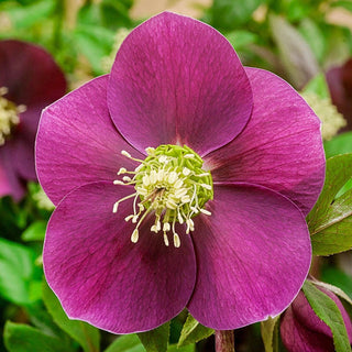 Winter Plum Hellebore