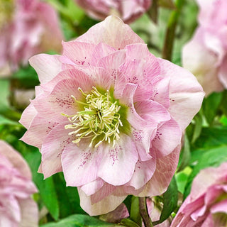 Pink Frost Double Hellebore