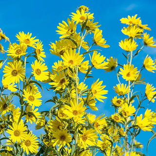 Lemon Queen Sunflower