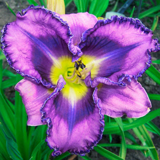 Youve Got Soul Reblooming Daylily