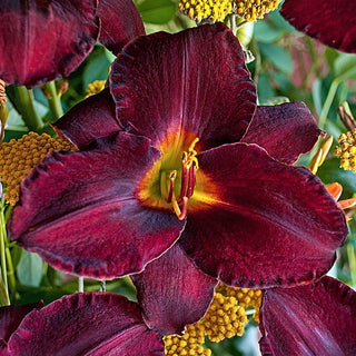 Raspberry Suede Daylily