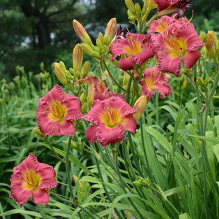 Earlybird Cardinal Reblooming Daylily