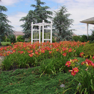 Earlybird Cardinal Reblooming Daylily