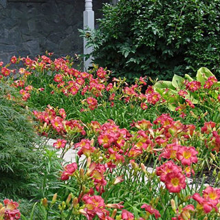 Earlybird Cardinal Reblooming Daylily