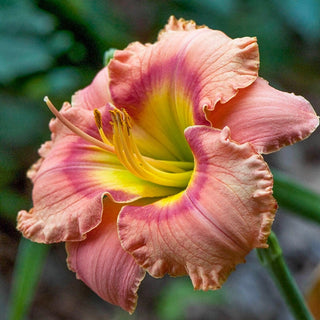 Elegant Candy Daylily