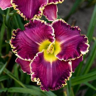 Cosmic Struggle Reblooming Daylily