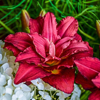 Double Pardon Me Reblooming Daylily