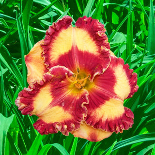 Band Of Fire Reblooming Daylily