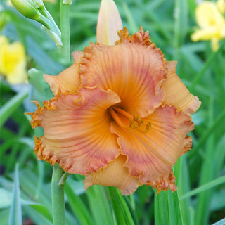 Prickly Sensation Reblooming Daylily