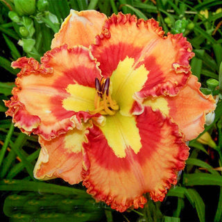 Ruffled Daylilies