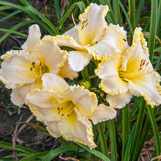 Marque Moon Daylily