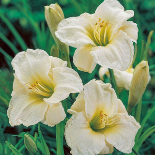 Gentle Shepherd Daylily