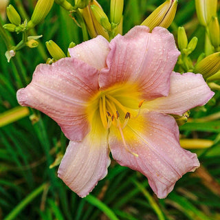 Catherine Woodbery Daylily