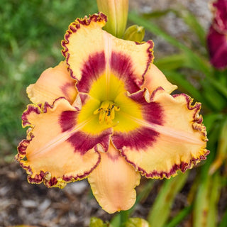 King Of The Ages Reblooming Daylily