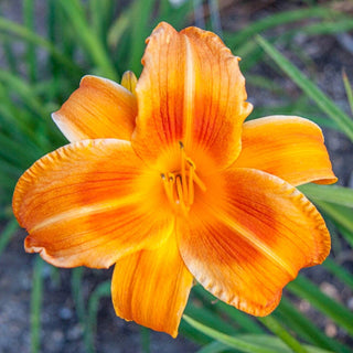 Rocket City Daylily