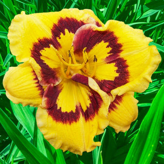 Deep Impact Reblooming Daylily