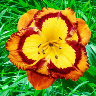 Evocative Daylily