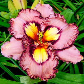 Brouhaha Reblooming Daylily