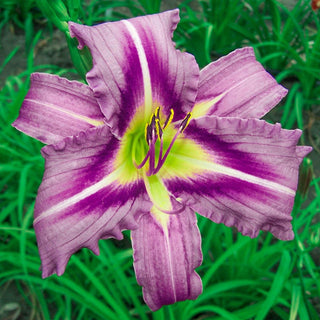 Ocean Spirit Daylily