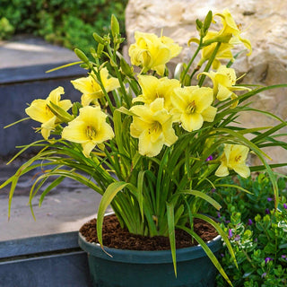 Fragrant Returns Reblooming Daylily