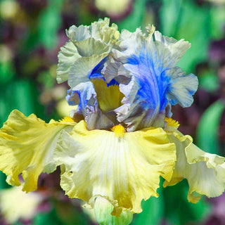 Let Evening Come Bearded Iris