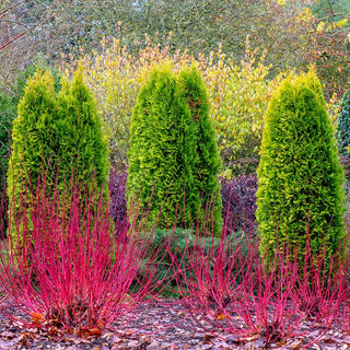 Cardinal Red Twig Dogwood Hedge