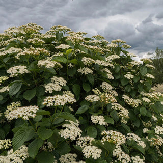 Autumn Jazz Viburnum Hedge