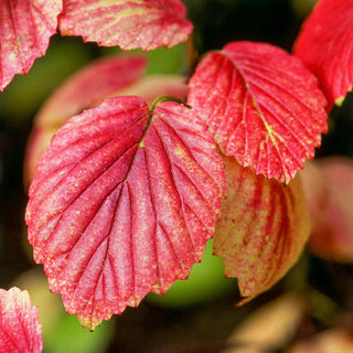 Autumn Jazz Viburnum Hedge