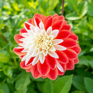 Tangerine Sorbet Dahlia