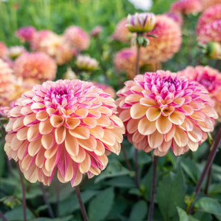 Palmares Dahlia